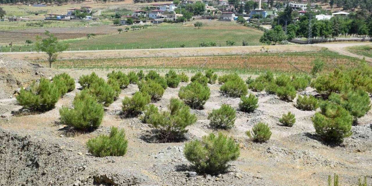 Kilis’te ağaçlandırma çalışmaları sürüyor