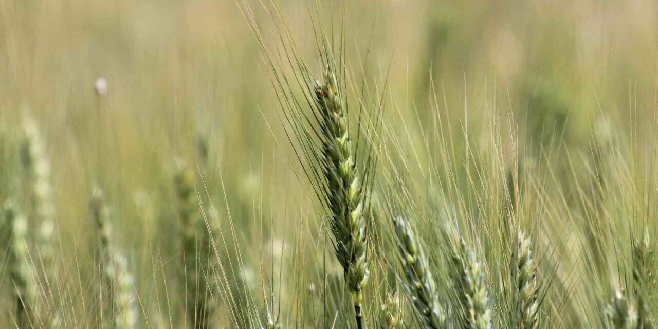 Kırklareli’nde son yağışlar buğday üreticilerine umut oldu
