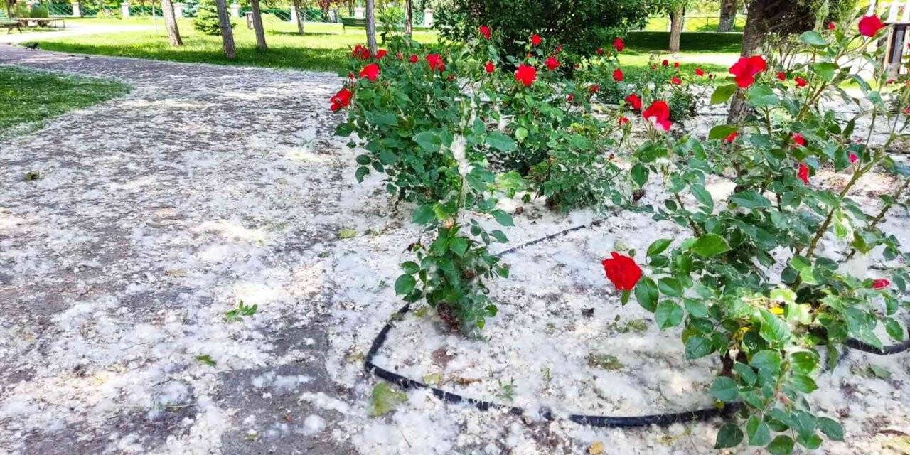 Kanlıkavak Parkı’nda ilginç polen örtüsü