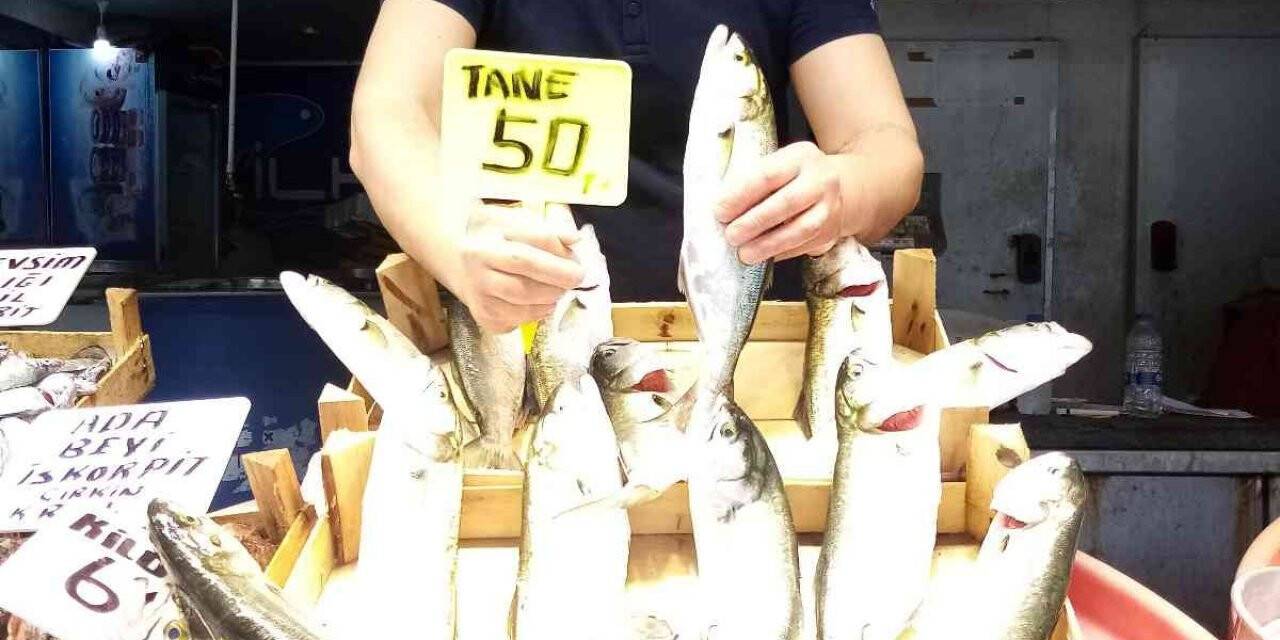 Marmara’da lüfer bereketi