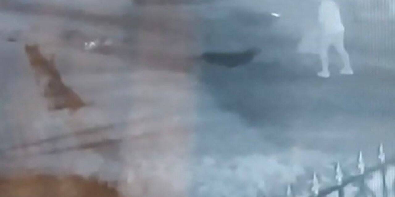 Sokak köpekleri işten dönen Hasret’e işte böyle saldırdı