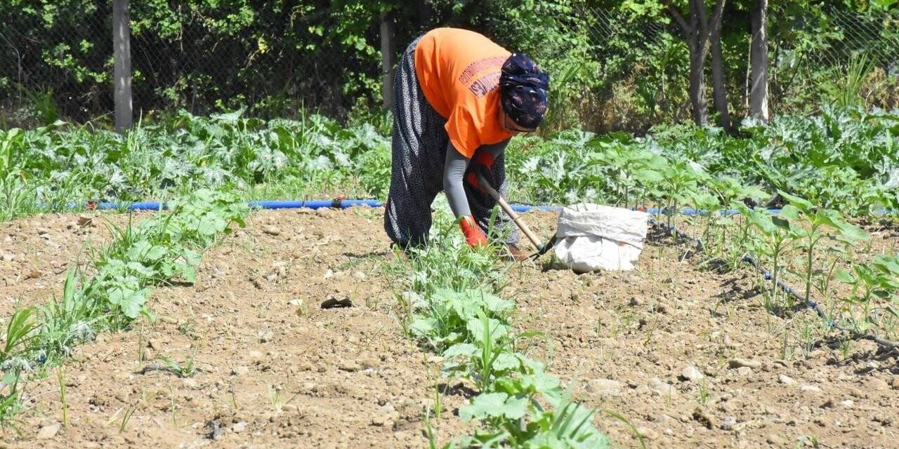 Cumhuriyet Çiftlikleri Projesi ile ata tohumları hayat buluyor