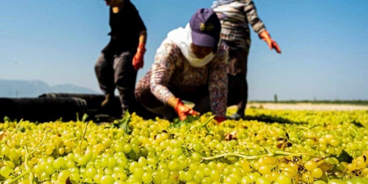 Manisa Büyükşehir’den üzüm üreticisine 100 bin sepet desteği