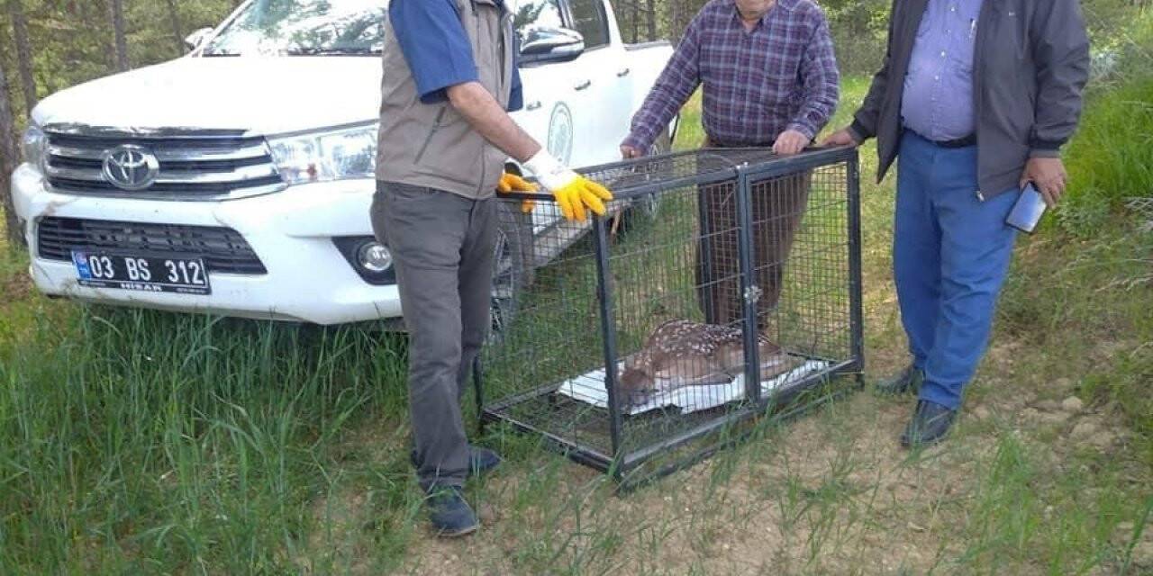 Annesinin terk ettiği yavru kızıl geyik koruma altına alındı