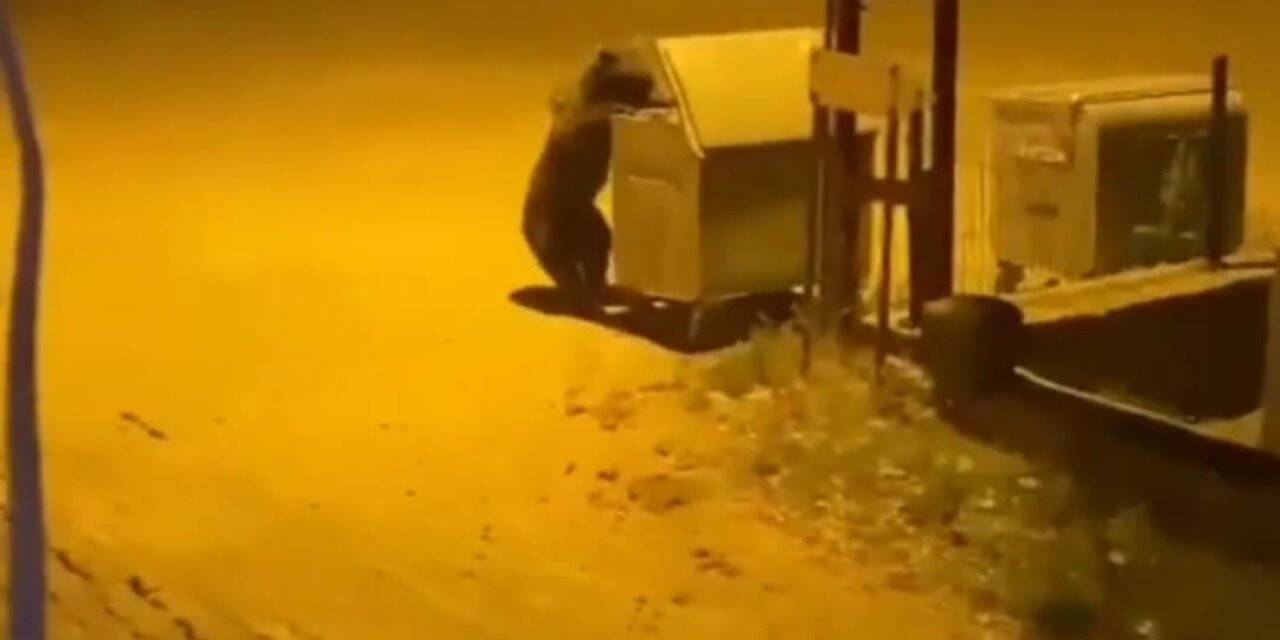 Ankara’da aç kalan ayı köye indi