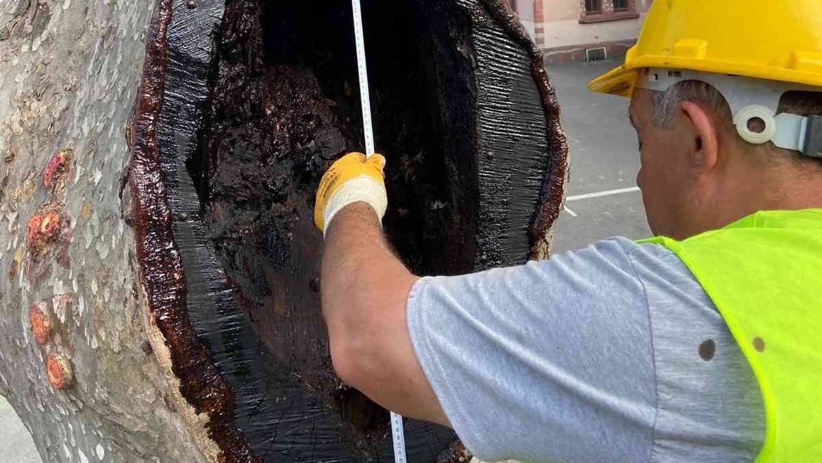Trabzon’da 86 adet anıt ağaç tescil edildi