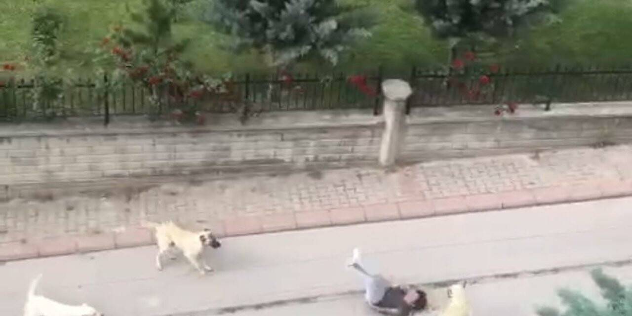 Ankara’da 6 başıboş köpeğin çocuğa saldırma anı kamerada