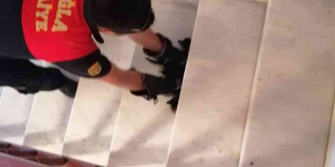 Muğla’da kedi operasyonu