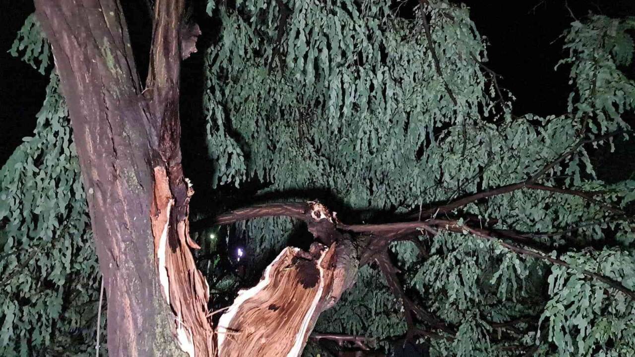 Dev çam ağacı kafenin üstüne böyle devrildi