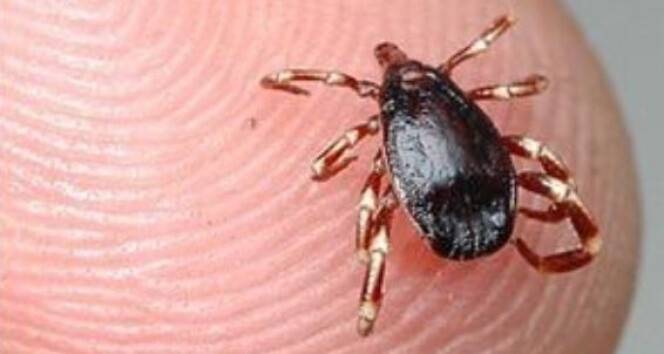 5 yıl içinde 97 kene vakası görüldü, il sağlık müdüründen uyarı geldi