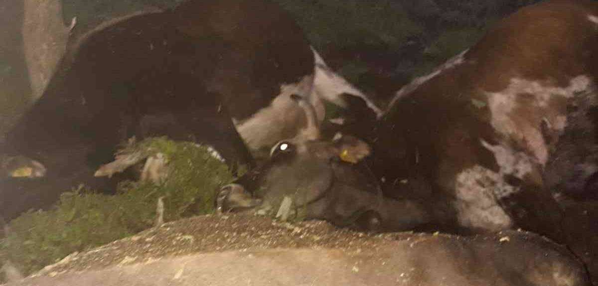 Hayvan sürüsünün üzerine yıldırım düştü, 17 büyükbaş telef oldu