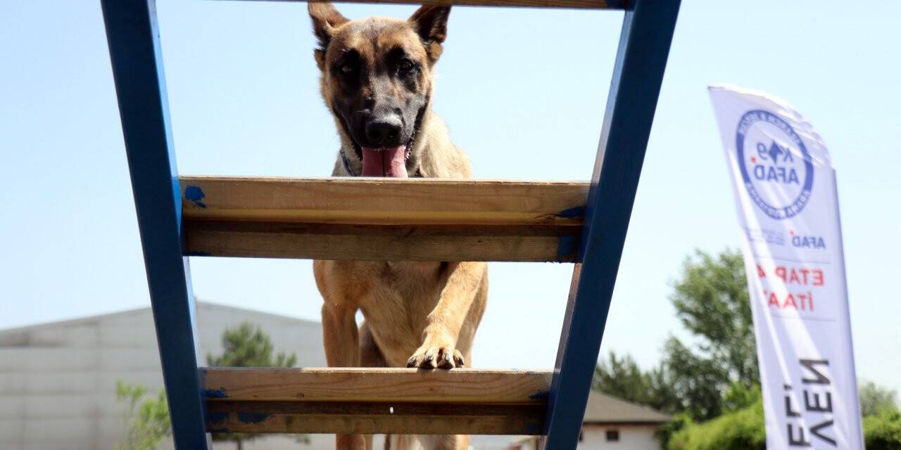 Hayat kurtaran altın burunların zorlu sınavı
