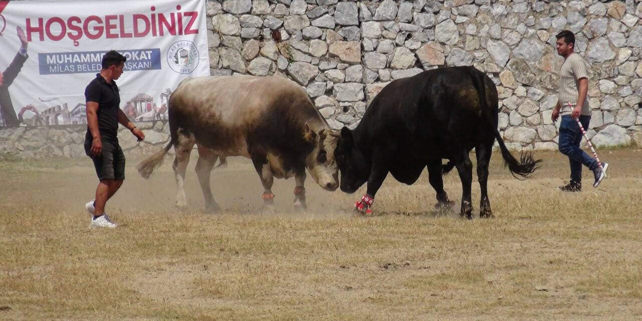Milas'ta boğa güreşleri nefes kesti