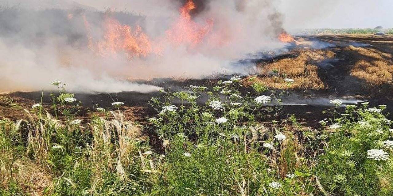 Buğday tarlasında yangın