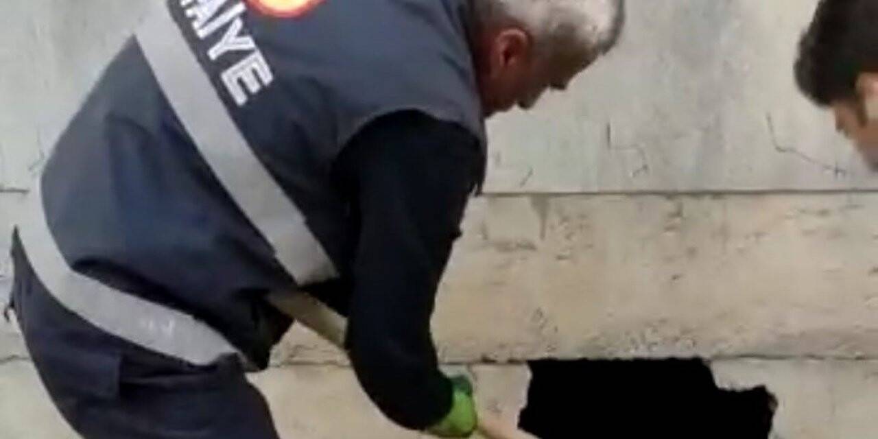 Mahsur kalan kediyi itfaiye ekipleri kurtardı