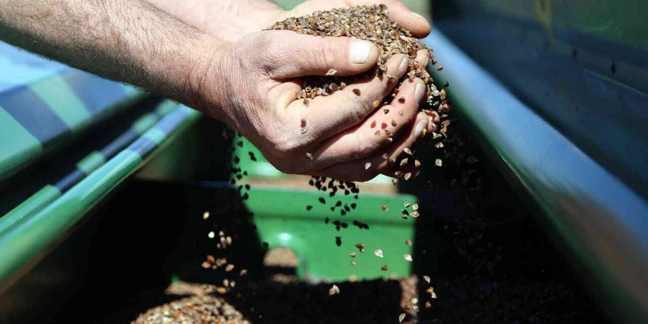 Gümüşhane’de karabuğday çiftçilerin umudu oldu