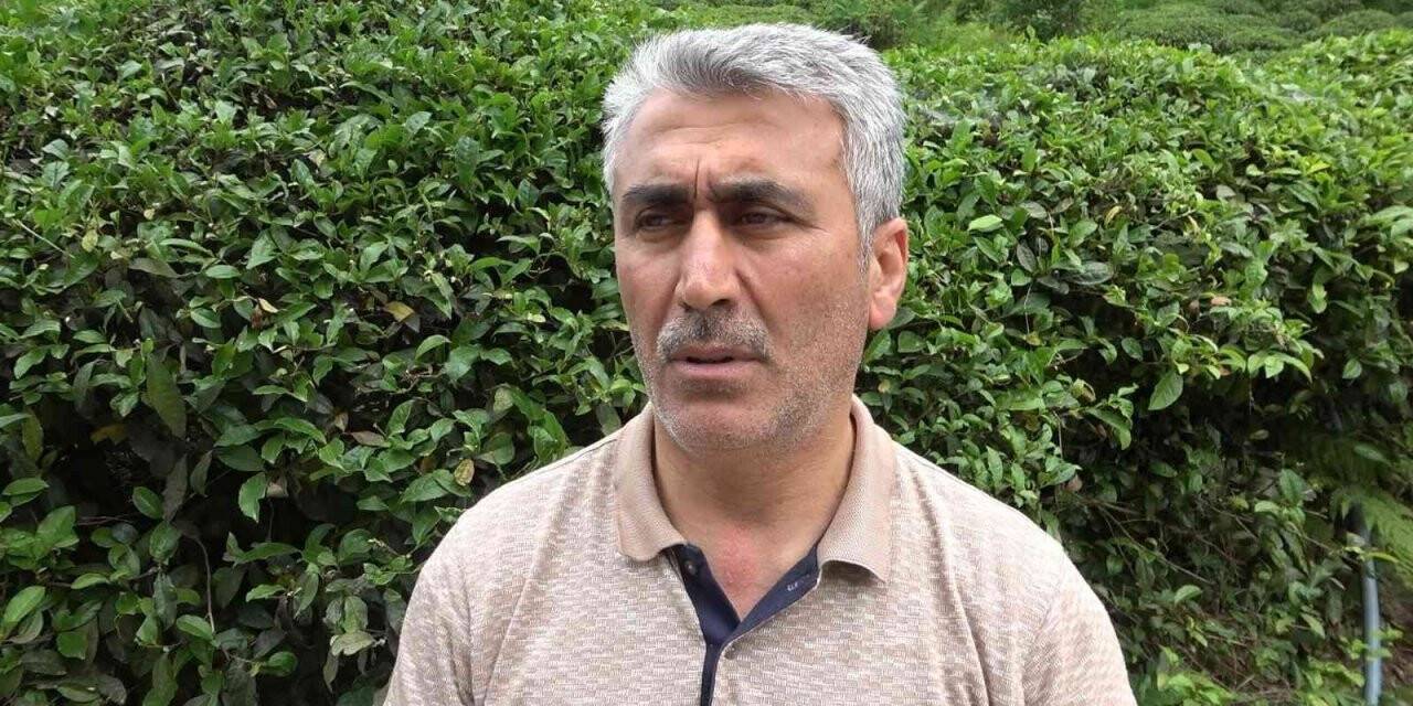 Çayın birinci sürgününden çay üreticileri memnun