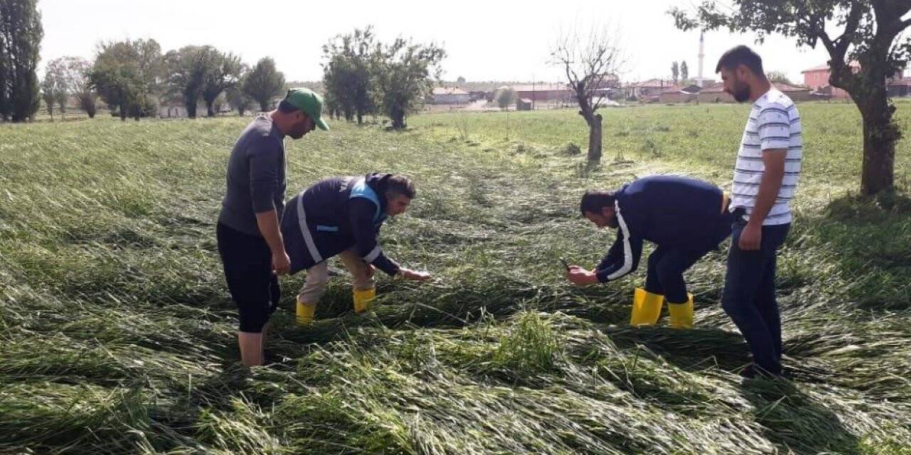 Altıntaş’ta etkili olan dolu ekili alanlarda zarara yol açtı