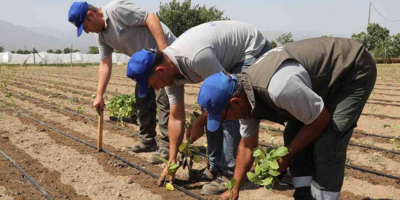 Aydın Büyükşehir Belediyesi gelecek yılın tohumlarını yetiştiriyor