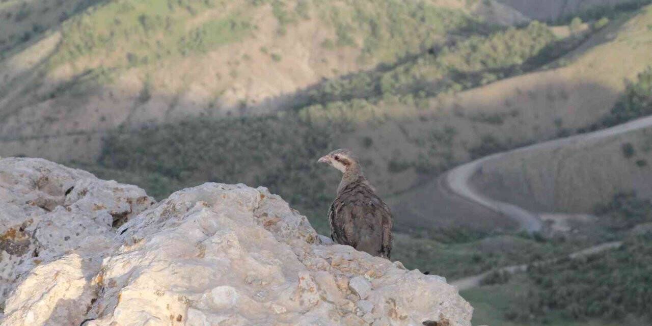 500 kınalı keklik Namaz Dağı’nda özgürlüğe kanat çırptı