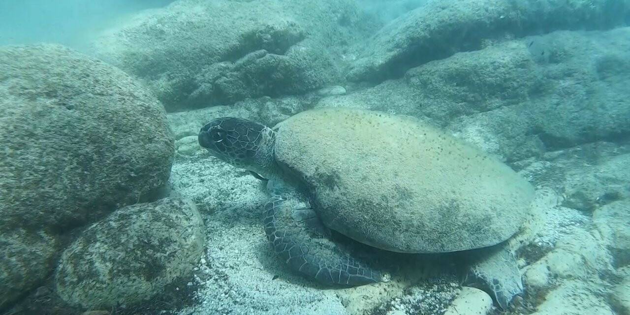 Ünlü profesörden ısıran caretta carettaler için ’Elle beslemeyin’ uyarısı