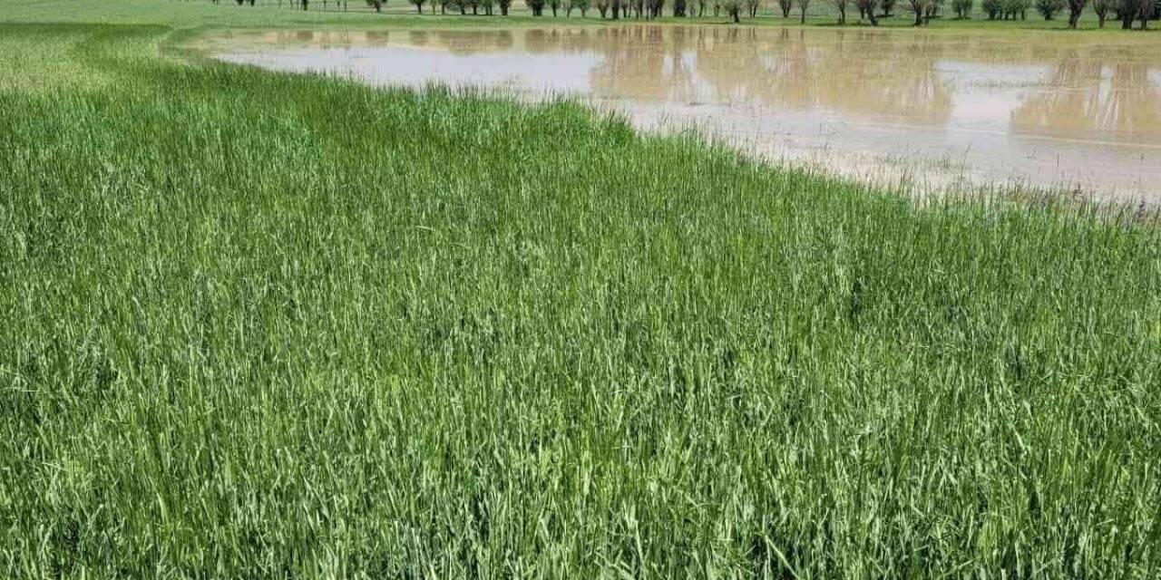 Afyonkarahisar’da ekili tarım arazileri zarar gördü