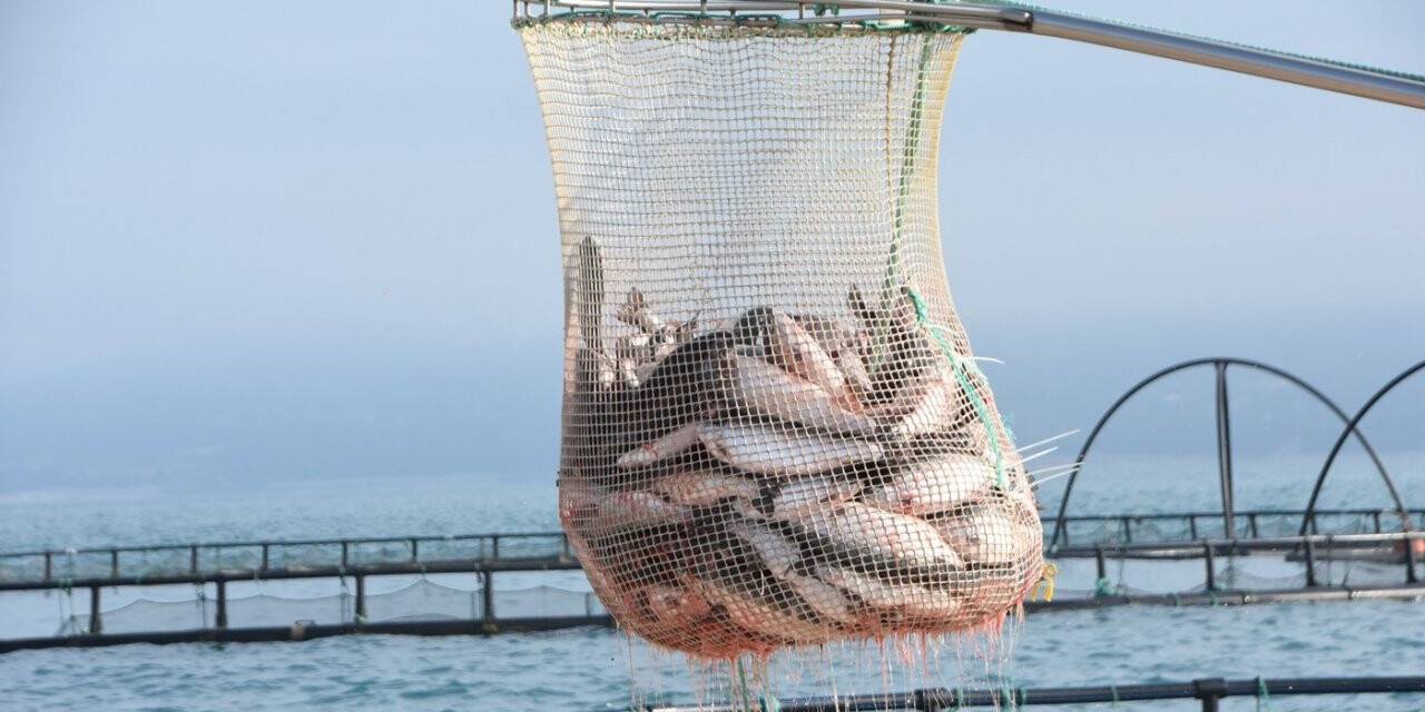 Türk somonunun başkenti olmayı hedefleyen Sinop’tan 80 milyon dolarlık ihracat