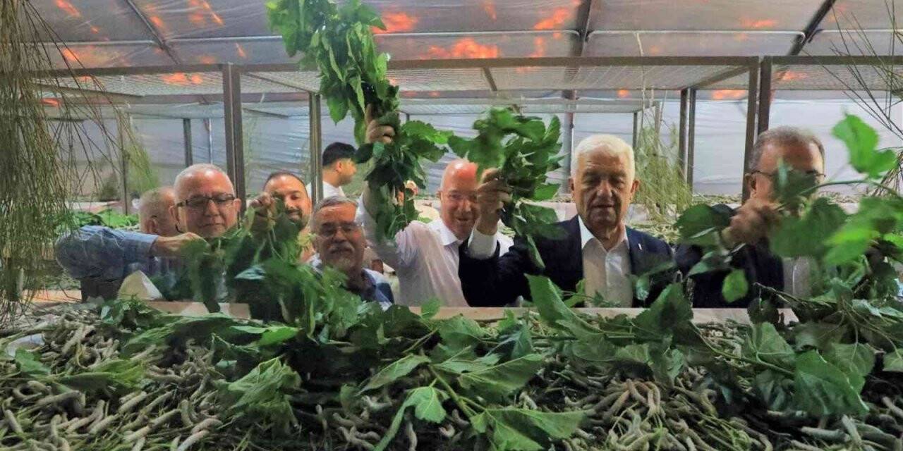 İpekböceği yetiştiricilerine destek