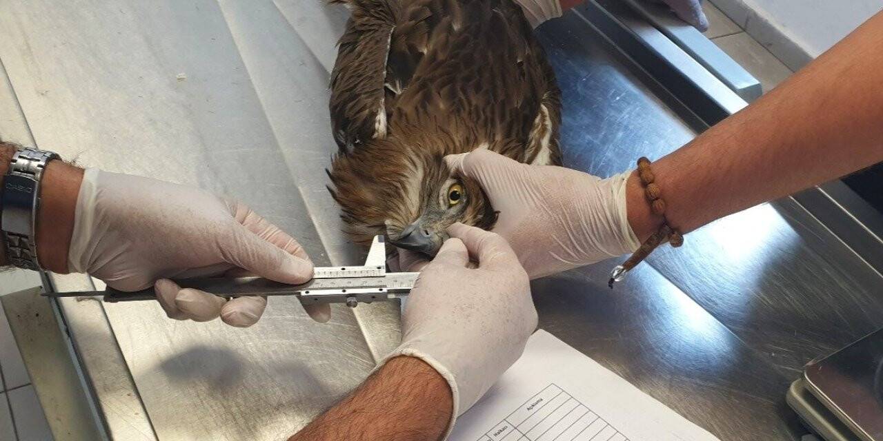 Yaralı bulunan yılan kartalı tedavi edildi