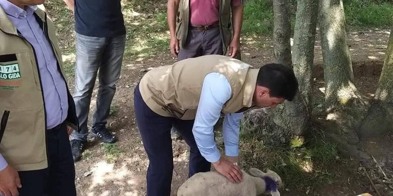 Yalova’da vahşi hayvanlar 17 küçükbaş hayvanı telef etti