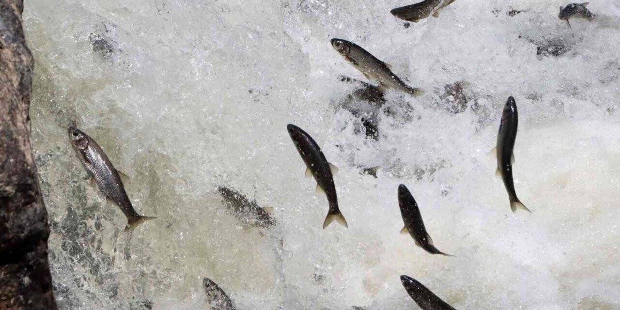 İnci kefali festivalinde muhteşem göç izlendi