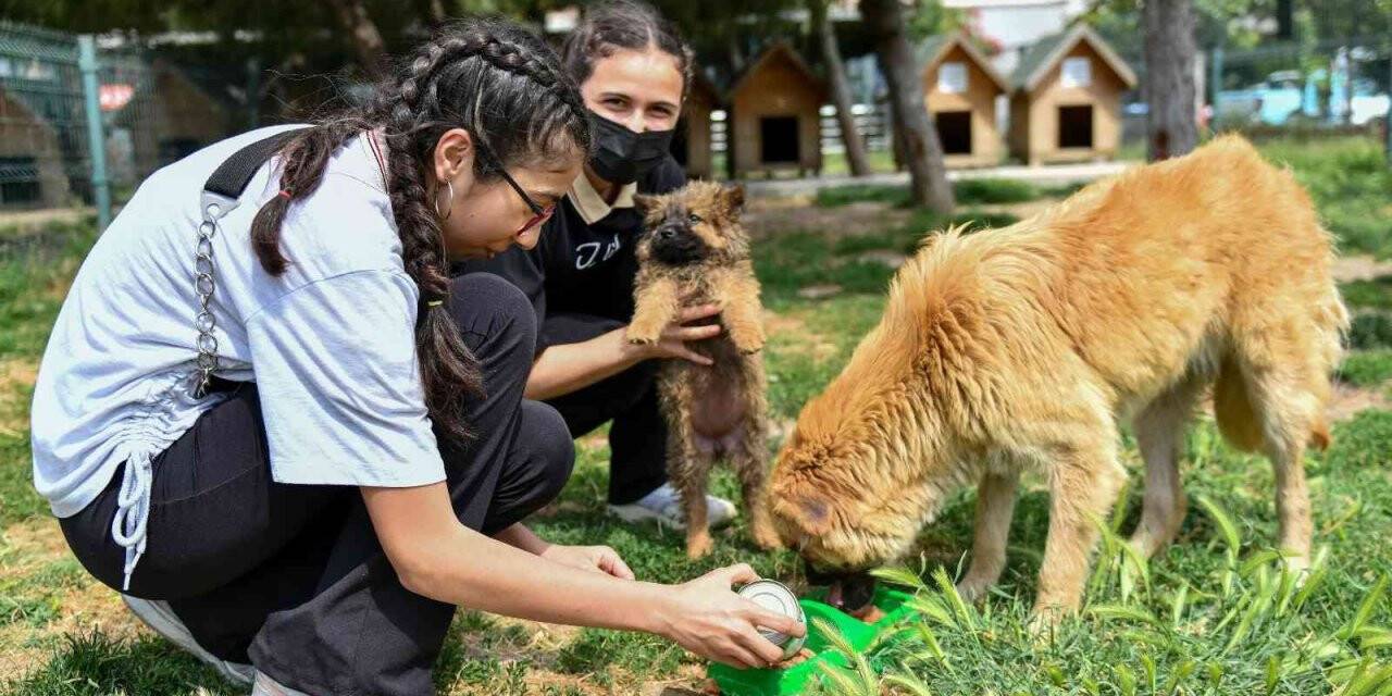 Liseli gençler, hayvan bakımevini ziyaret etti
