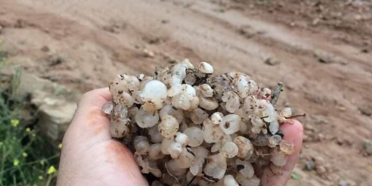 Dolu yağışı bağları vurdu