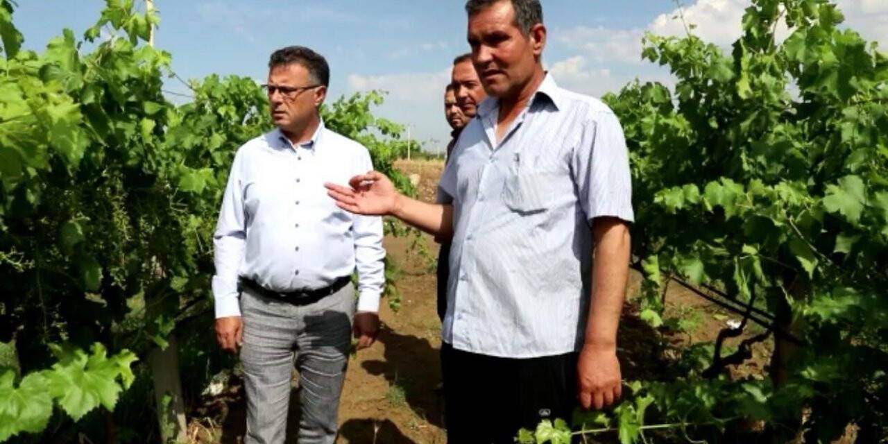 Manisa’da üzüm bağlarını dolu vurdu