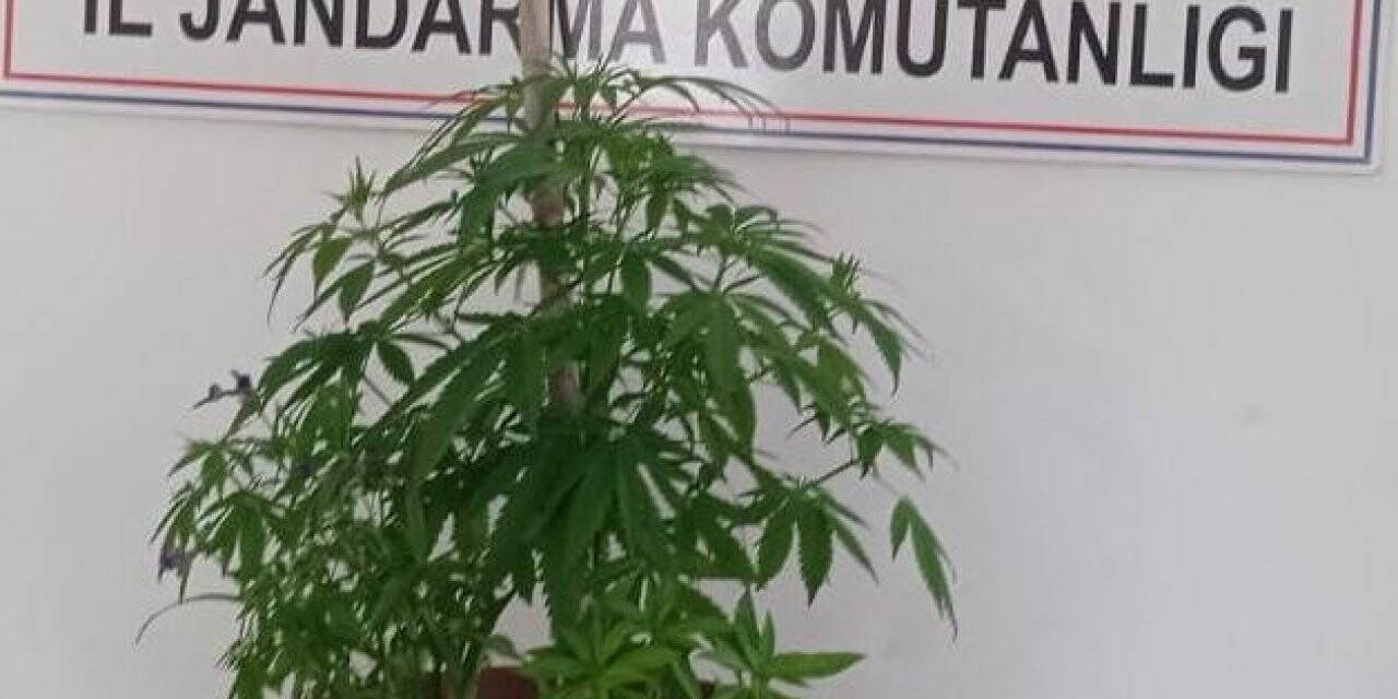 Saksıda Hint keneviri yetiştirdi