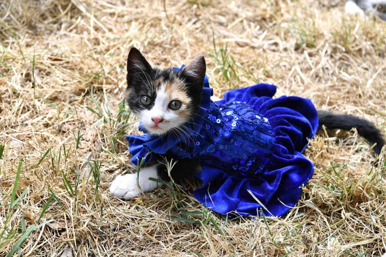 Can dostlar çevre için podyuma çıktı