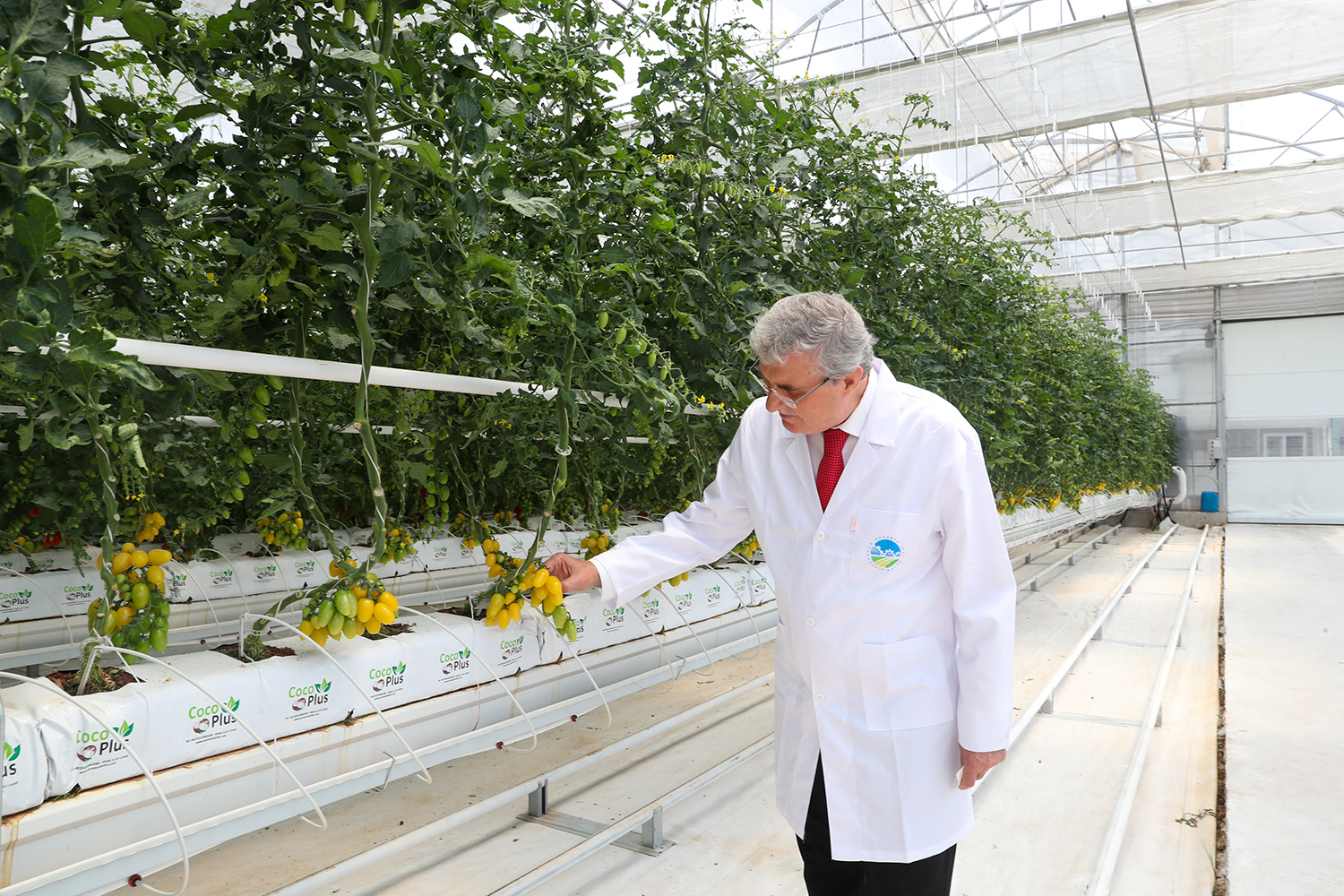 Sakarya'da topraksız tarımla üretilen domateslerin ilk hasadı yapılacak