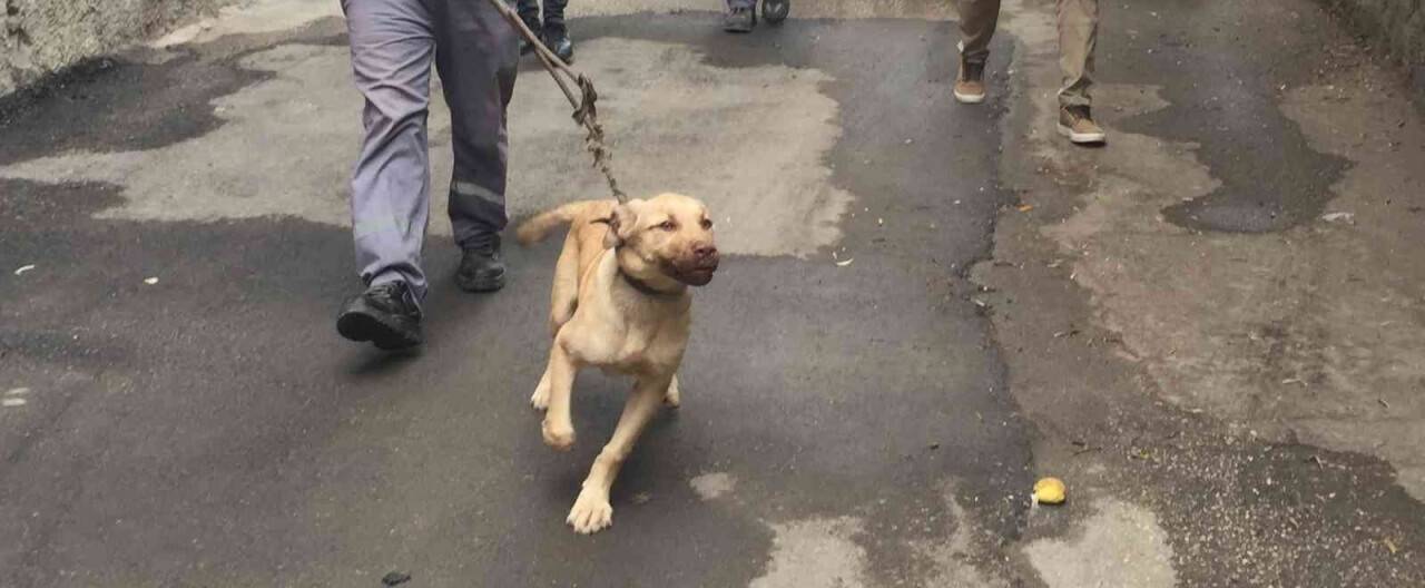 Bagajda taşınan köpek barınağa teslim edildi