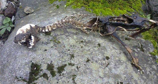 Avrupa’nın en büyük etçil dinozoruna ait iskelet parçaları bulundu