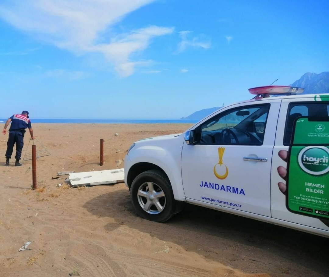 Carettaların yuvalama alanına araçla girdi