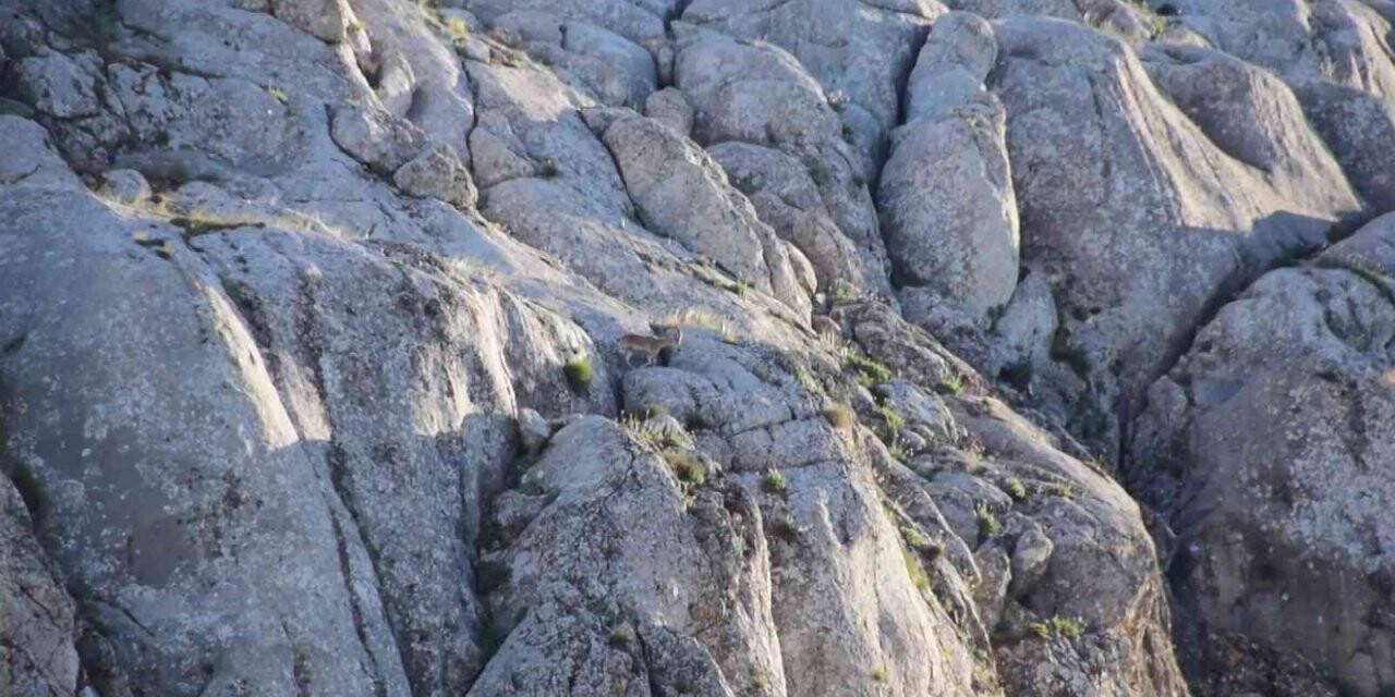 Elazığ’da yavru yaban keçisi görüldü