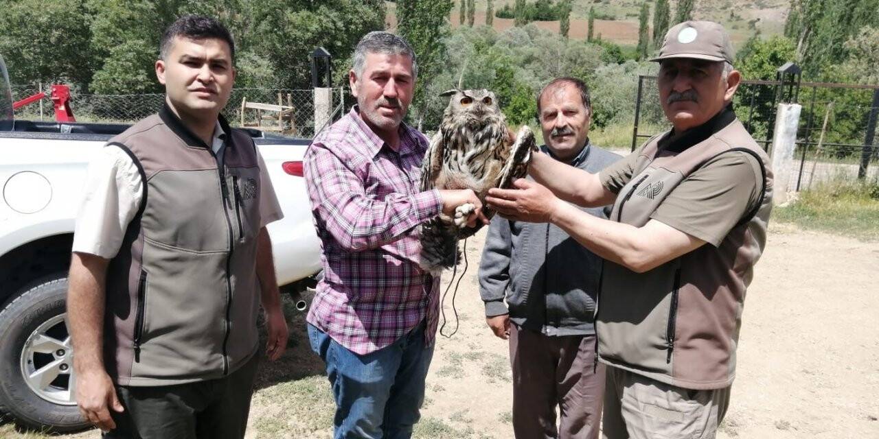 Yaralı puhu kuşu tedavi altına alındı