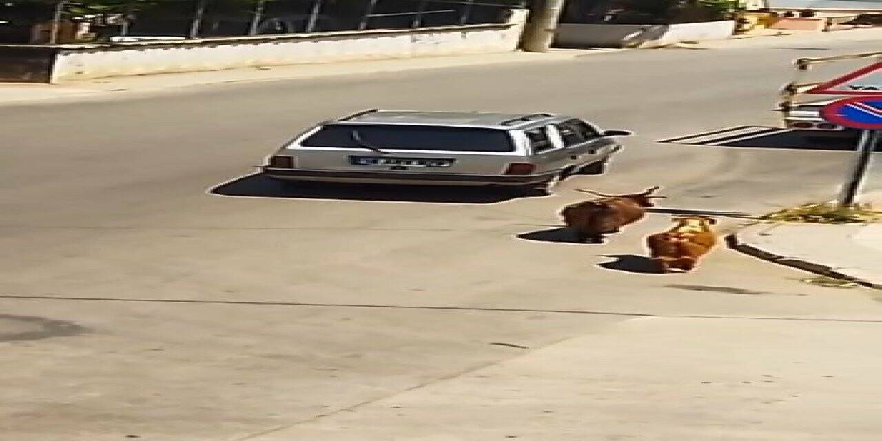 Keçileri kaçıran sürücü kamerada...