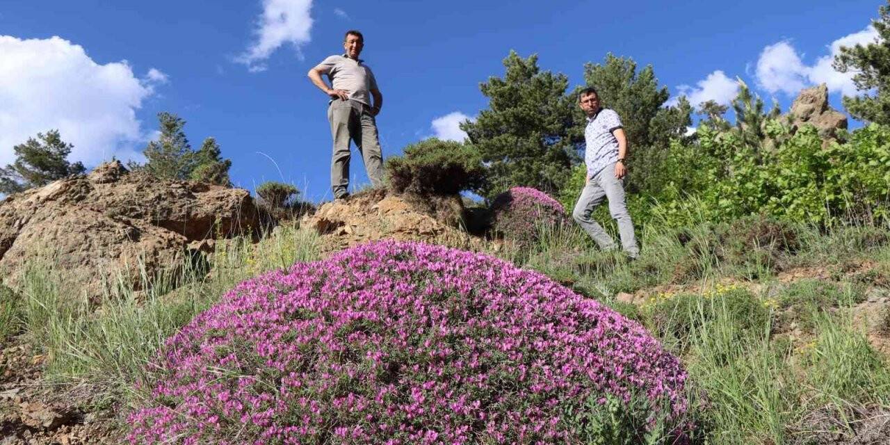 Gevenler öbek öbek mor çiçek açtı