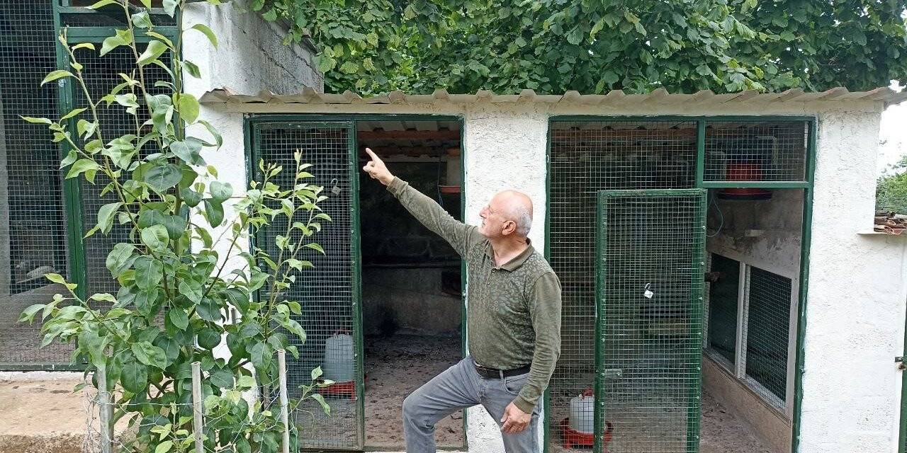 Girdiği çiftlikte hiçbir şeye dokunmayıp çıkıp giden ayı tedirgin etti