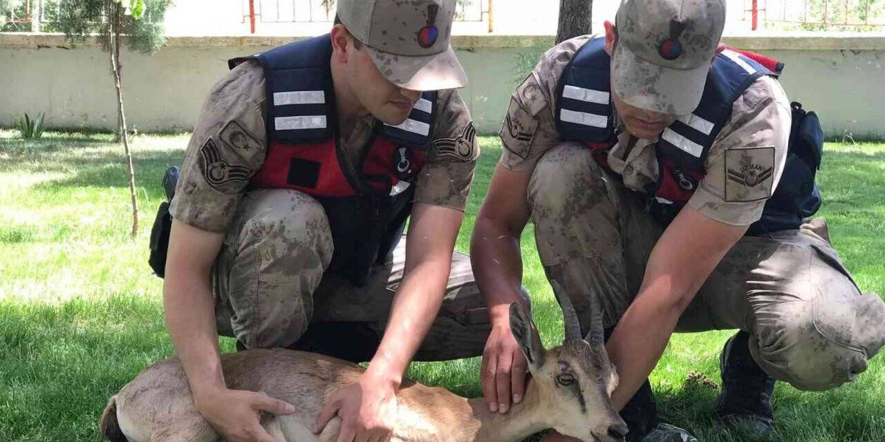 Yaralı dağ keçilerine jandarma şefkati