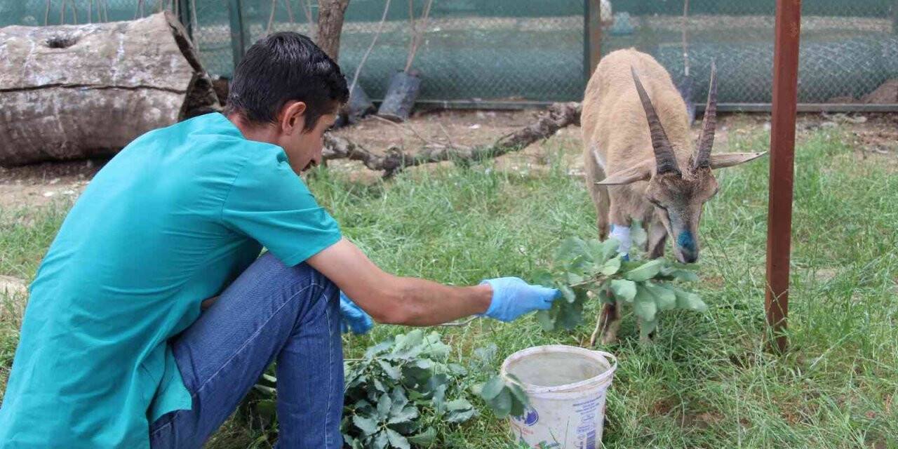 Şırnak’ta askeri birlikler yaralı dağ keçisini buldu, ekipler tedavi altına aldı