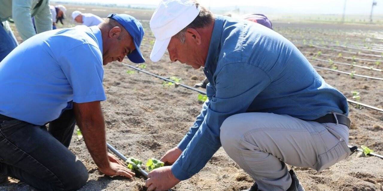 Ereğli’de organik tarımda ilk adım atıldı