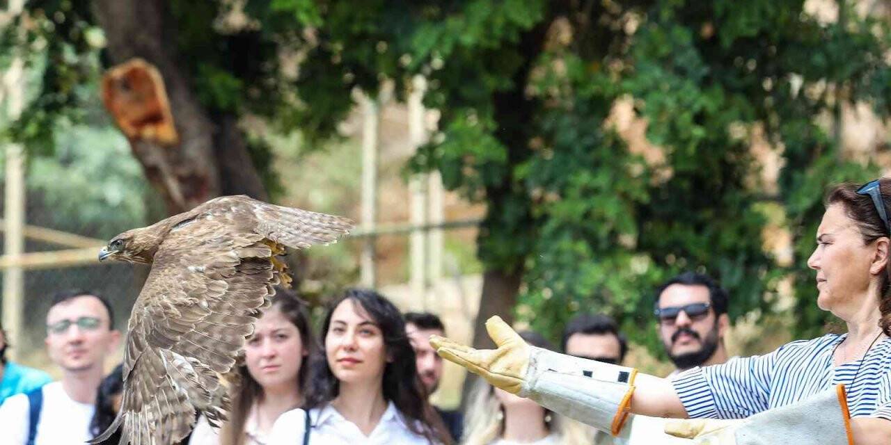 Tedavi edilen yırtıcı kuşlar doğaya bırakıldı