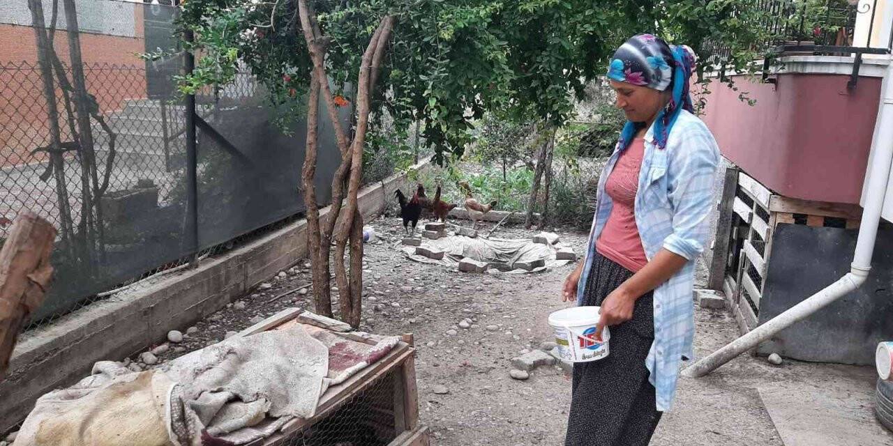 Civciv hırsızı kedi mahalleliyi canından bezdirdi